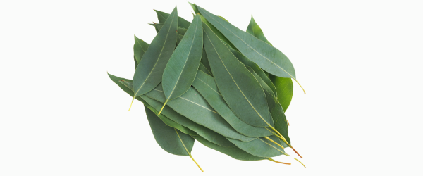 Untitled design – 2025-02-17T111814.236