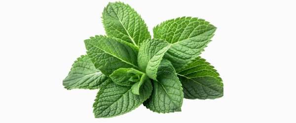 Untitled design – 2025-02-17T112243.819